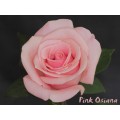 Roses - Pink Osiana